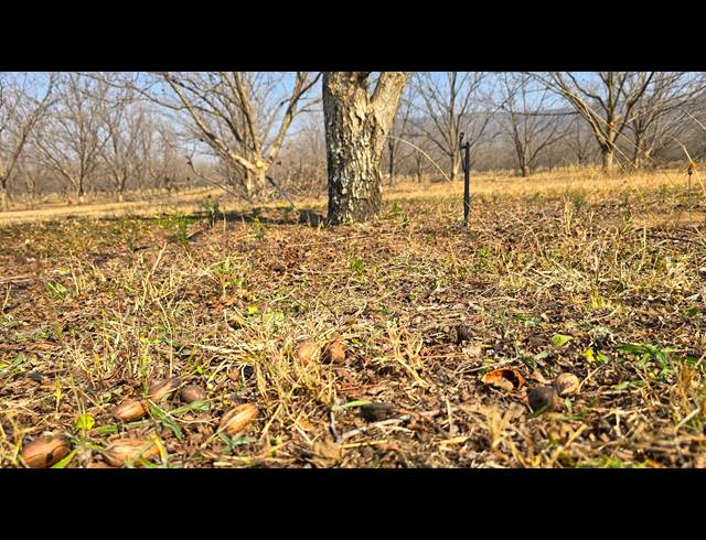 31HA FARM FOR SALE IN WEENEN